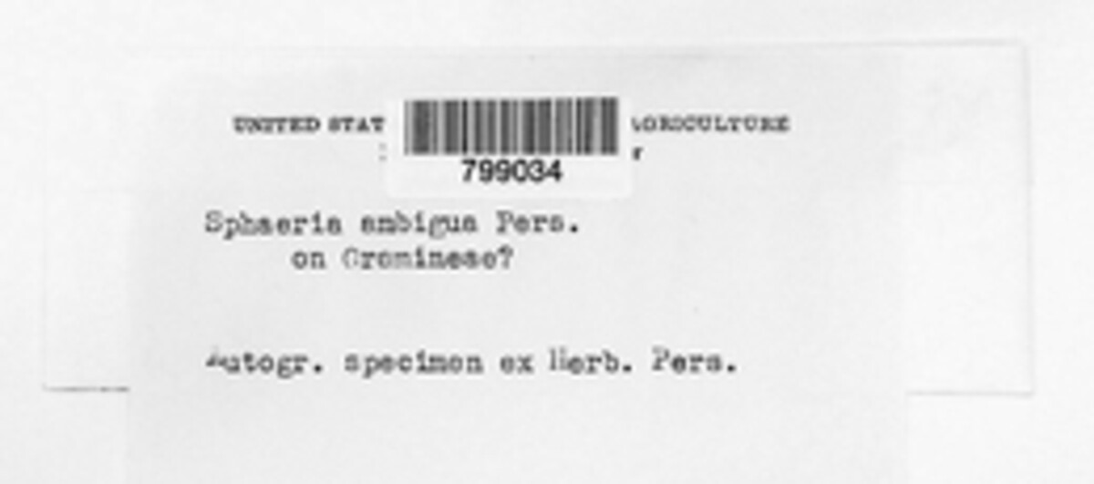Peyronellaea obtusa image